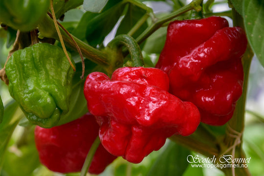 Fotomagnet Scotch Bonnet rød