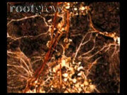 Basket Starter med mycorrhizal fungi
