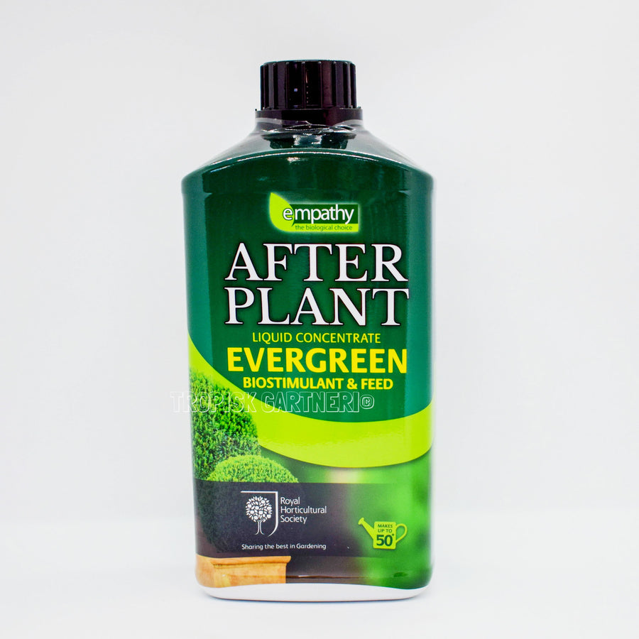 After Plant - Evergreen