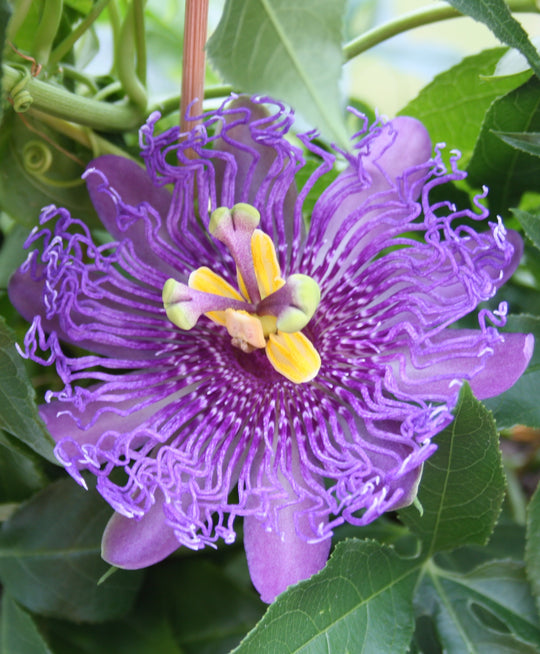 TILBUD