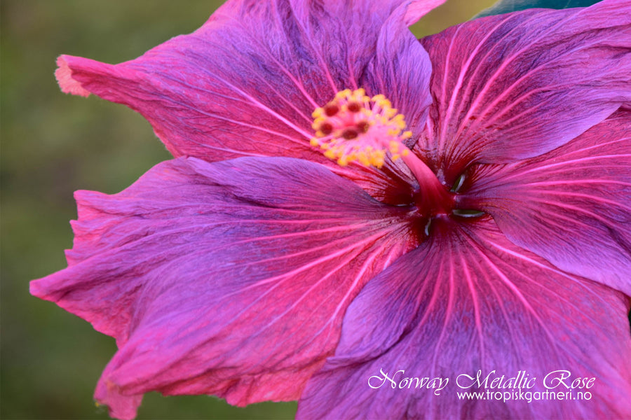 Fotomagnet Norway Metallic Rose